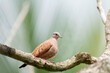  Ruddy Ground Dove (Columbina talpacoti)