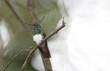 Snowy-bellied Hummingbird (Saucerottia edward)