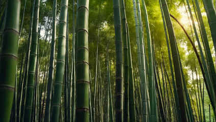  Stunning bamboo grove in Japan natural