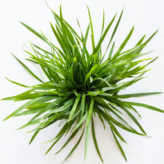 Fresh green cut wild grass isolated on white background and texture, top view