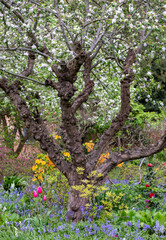 Wall Mural - Nature takeover in a bedhead garden: bluebells and other spring  flowers grow outside the historical walled garden near Long Meadow at Eastcote House Gardens, Eastcote Hillingdon, UK. 