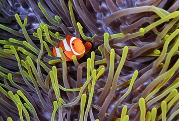 Wall Mural - Clownfish, Amphiprion ocellaris, hiding in host sea anemone Heteractis magnifica, Raja Ampat, Papau, Indonesia    