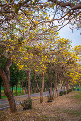 Wall Mural - Beautiful blooming Yellow Golden trumpet tree or Tabebuia aurea roadside of the Yellow that are blooming with the park in spring day in the garden and sunset sky background in Thailand.