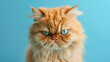 © Andrii - A cute Persian cat with an angry expression looking at the camera on a blue studio background. Funny animals concept.