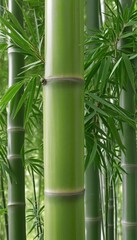  Side view of bamboo plant in Bright Colours 