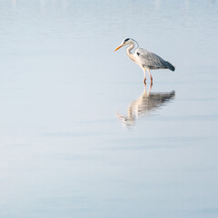 grey heron in a mirror lake. beautiful natural minimalist scenery. lilleau des niges, re island, ornithological reserve