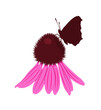 purple coneflower (Echinacea purpurea) and butterfly isolated on white background