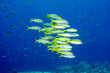 Yellowfin goatfishes, Mulloidichthys vanicolensis, Raja Ampat Indonesia.