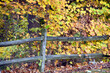 Background With Fence and Yellow Leaves