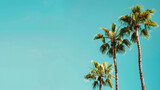 Fototapeta  - large palm trees with a beautiful cloudless blue sky