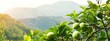 Green grapefruit growing on tree with mountain view. Copy space image. Place for adding text or design