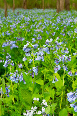 Wall Mural - Bluebells in Illinois Canyon