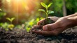 Sustainable Living and Growth, Planting Seedling in Soil for Environmental Conservation