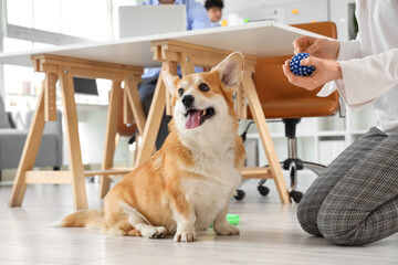 Poster - Businesswoman playing with Corgi dog in office, closeup