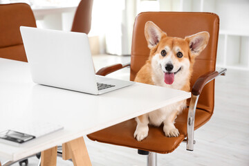 Canvas Print - Cute Corgi dog on chair at table in office