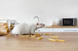 White rat with raw pasta on table in kitchen, closeup. Pest control concept