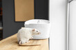 White rat on shelf at home, closeup. Pest control concept