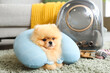 Cute Pomeranian dog with neck pillow and backpack carrier on carpet at home