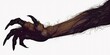 © BackgroundHolic - Creepy hairy monster claw isolated on white background, to catch, to grab, to kill, for Halloween card, poster concept.