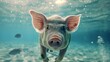 An adorable pig swims with ease in crystal clear turquoise waters.