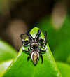 Jumping spider (Messua limbata) arachnid on green leaf, insect nature Springtime pest control dorsal macro, Houston TX USA.	