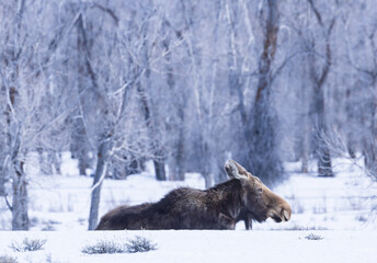 Wall Mural - Moose in the snow 