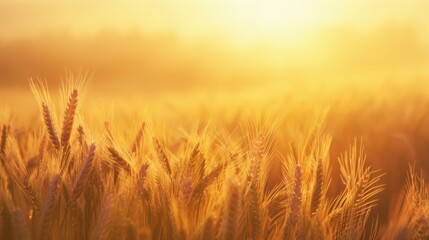 Wall Mural - Golden Hour Glow Over Wheat Field at Sunset