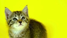 Kitty Cat Yellow Background Screen, Green Eyed Cat, Portrait Of A Cat, Cat