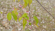 葉桜｜花びらが散った日本の桜の木