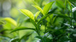Fresh natural green herbal leaves tea 