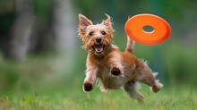 Energetic Dog Leaping Towards Flying Orange Disc In Grassy Field