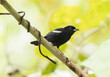White-shouldered Tanager (Loriotus luctuosus)