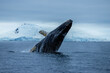 © Thomas - A breaching humpback whale on the Antarctic Peninsula, Antarctica
