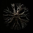 A macro close up of radial roots on black background. Science, biology, species, radial plants, laboratory, research concept. AI generated image. 