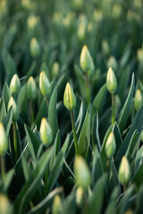 Closed tulip buds in the garden