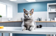 Beautiful gray cat lying on veterinary table looking at camera modern vet clinic