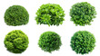 Six isolated circular hedges with different varieties of lush, green against white background for garden designs