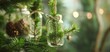 Festive Terrariums with Pine Branches and Bokeh.