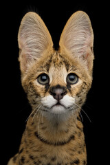 Wall Mural - Closeup Portrait of Serval Cat gazing, isolated on Black Background in studio, front view