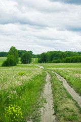 Road through beautiful meadow with wild pink flowers alfalfa on the roadside in cloudy summer day. Field background. Selective focus.