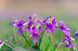 Manchurian Violet in the early spring.. field of wild flowers	