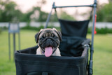Fototapeta  - A small pug dog is sitting in a black stroller