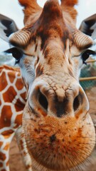 Wall Mural - A giraffe's face is shown in a close up