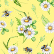 Bee on a daisy flower seamless pattern. Watercolor illustration. Summer meadow flowers with bumblebee floral decor. Bees on a white daisy flowers, green leaves seamless pattern. Warm background