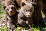Fototapeta Sawanna - Two young brown bear cub in the forest. Portrait of brown bear, animal in the nature habitat