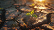 Solitary sapling bravely sprouting through parched earth at golden hour, Symbol of growth against adversity