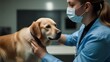 Veterinary clinic scene. Veterinarians examine dog