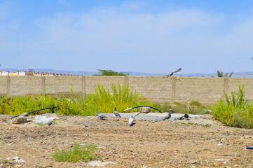 Wall Mural - outdoor street pigeons on a pond, birdwatching wildlife animal