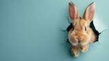 Fototapeta Zachód słońca - Bunny peeking from hole in blue wall, fluffy ears, Easter bunny banner, AI Generative