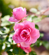 Pink rose Bonica on blurred green background. Soft focus